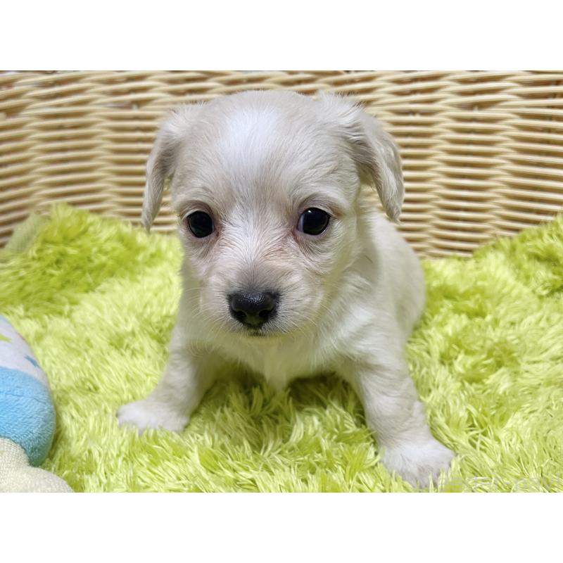 販売中の秋田県のチワックス:チワワ×ミニチュアダックスフンド-435093の5枚目