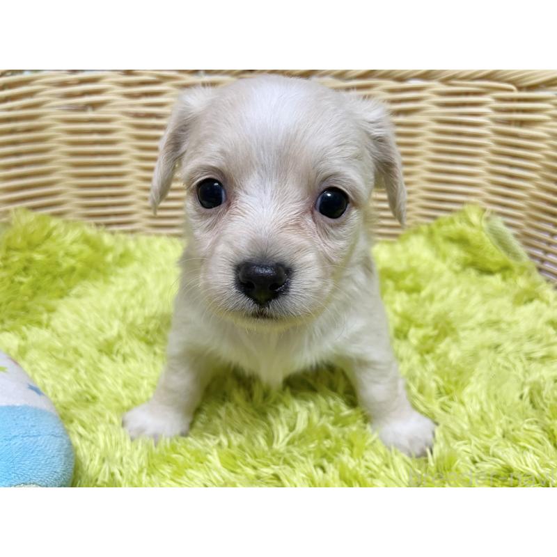 販売中の秋田県のチワックス:チワワ×ミニチュアダックスフンド-435093の3枚目