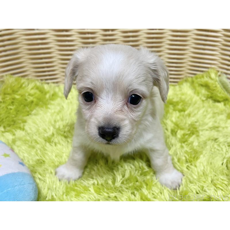 販売中の秋田県のチワックス:チワワ×ミニチュアダックスフンド-435093の2枚目