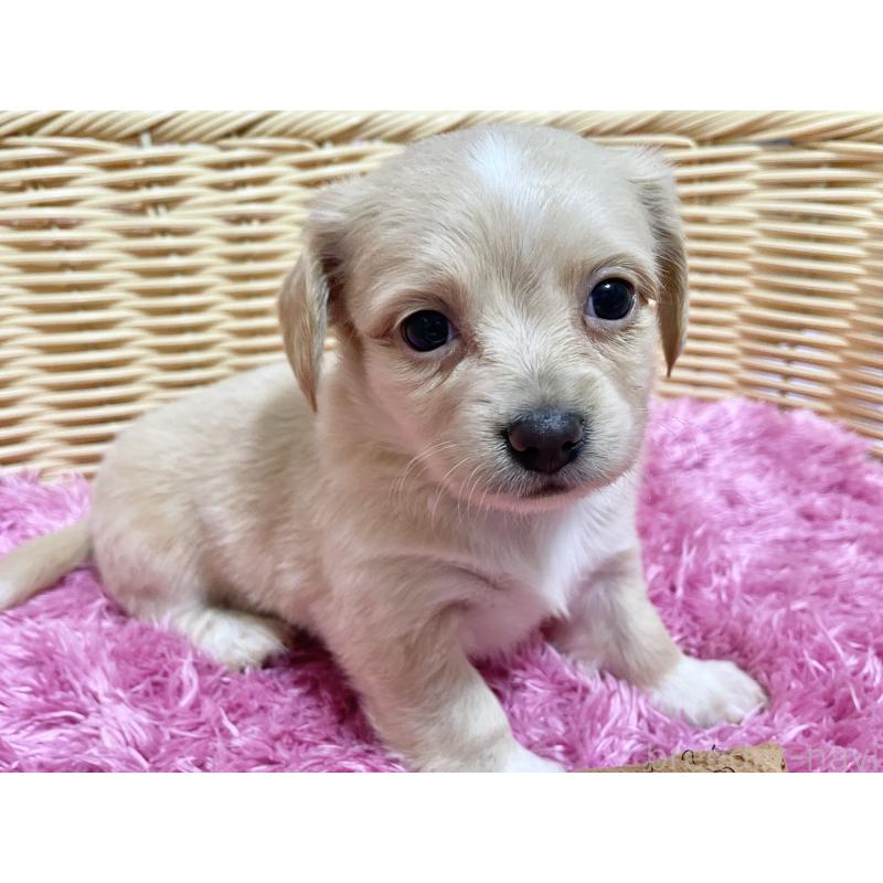 販売中の秋田県のチワックス:チワワ×ミニチュアダックスフンド-435088の8枚目