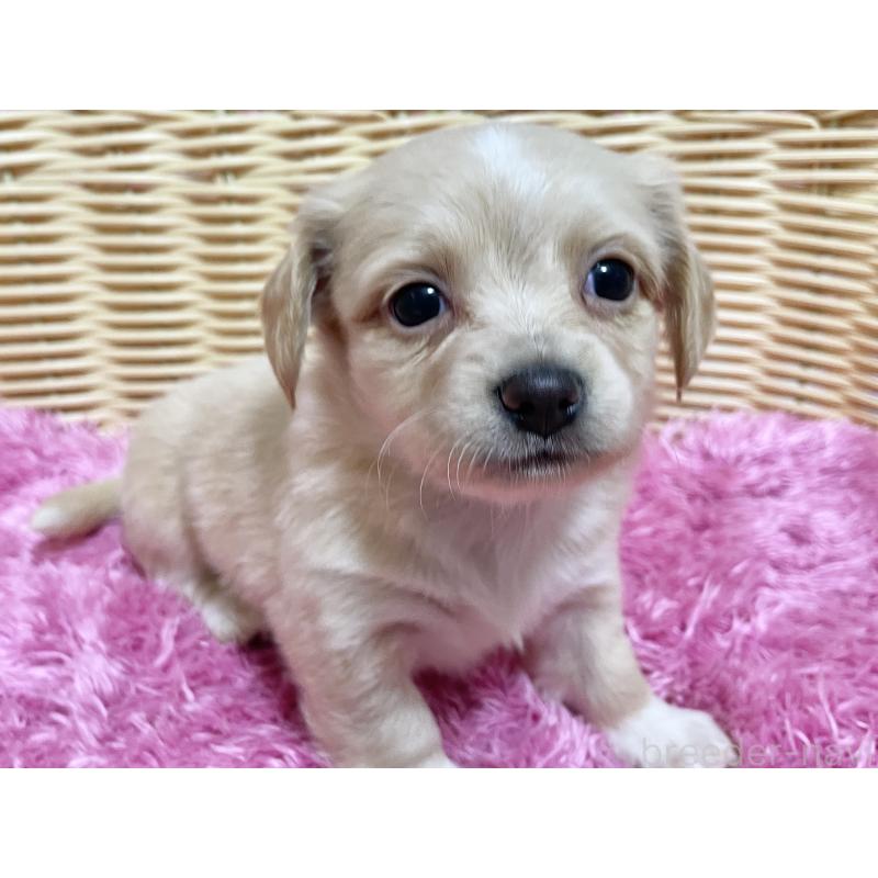 販売中の秋田県のチワックス:チワワ×ミニチュアダックスフンド-435088の1枚目