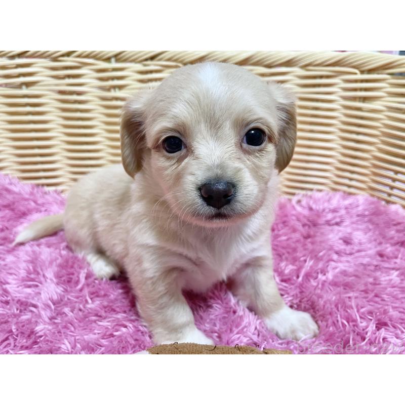 販売中の秋田県のチワックス:チワワ×ミニチュアダックスフンド-435088の6枚目