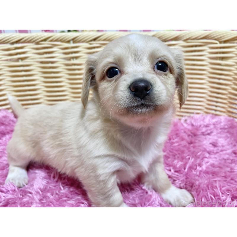 販売中の秋田県のチワックス:チワワ×ミニチュアダックスフンド-435088の5枚目