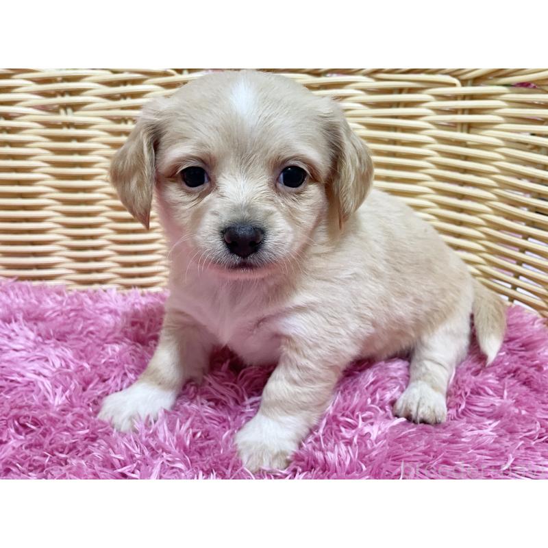 販売中の秋田県のチワックス:チワワ×ミニチュアダックスフンド-435088の3枚目