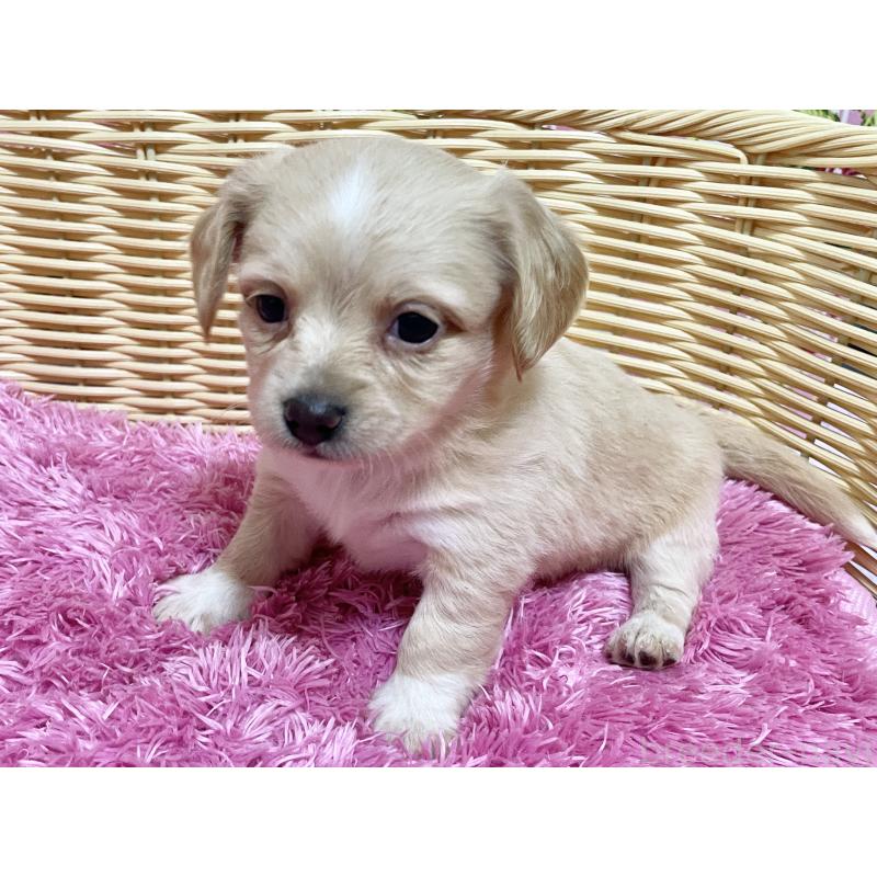 販売中の秋田県のチワックス:チワワ×ミニチュアダックスフンド-435088の2枚目