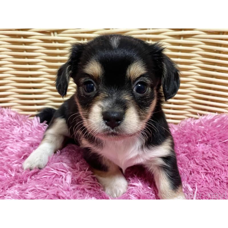 販売中の秋田県のチワックス:チワワ×ミニチュアダックスフンド-435089の19枚目