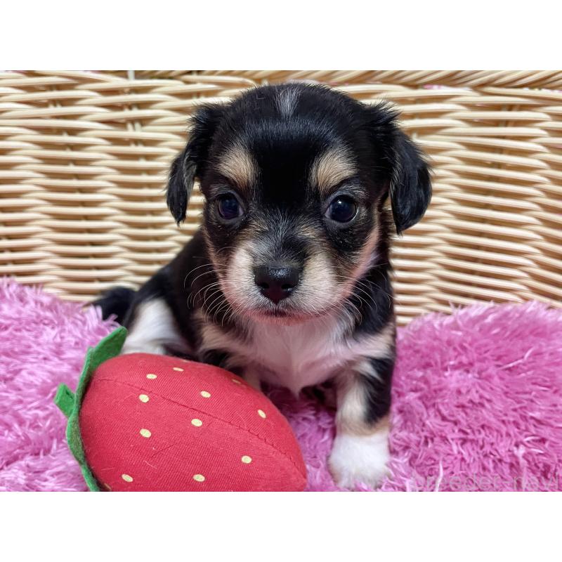 販売中の秋田県のチワックス:チワワ×ミニチュアダックスフンド-435089