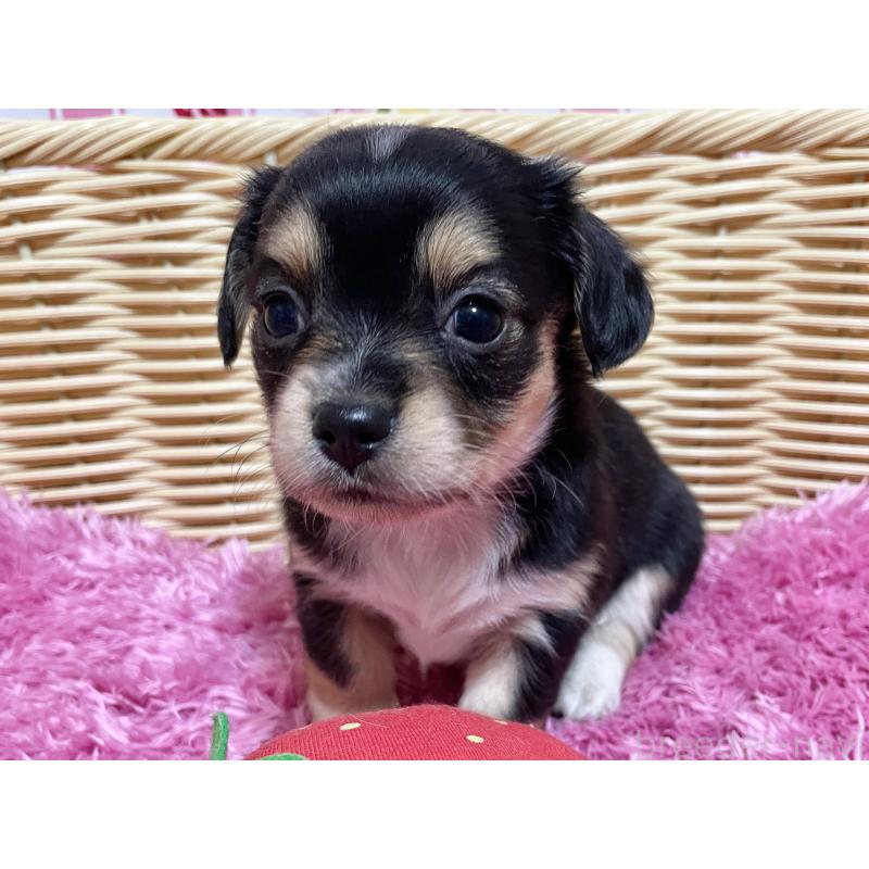 販売中の秋田県のチワックス:チワワ×ミニチュアダックスフンド-435089の17枚目
