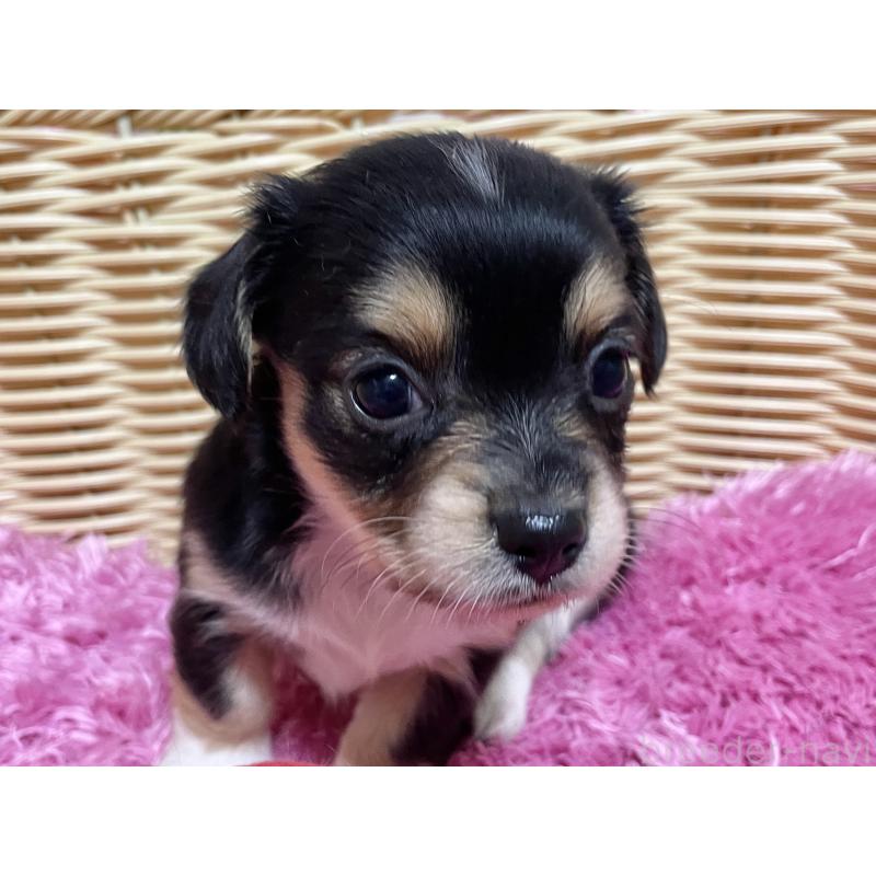 販売中の秋田県のチワックス:チワワ×ミニチュアダックスフンド-435089の15枚目