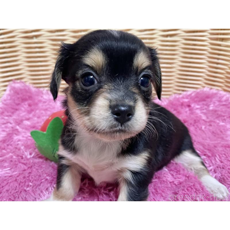 販売中の秋田県のチワックス:チワワ×ミニチュアダックスフンド-435089の13枚目
