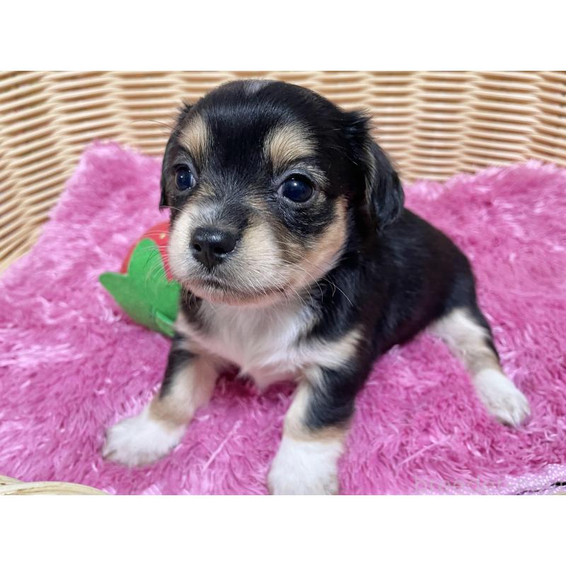 販売中の秋田県のチワックス:チワワ×ミニチュアダックスフンド-435089の11枚目