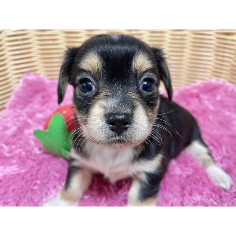 販売中の秋田県のチワックス:チワワ×ミニチュアダックスフンド-435089の10枚目