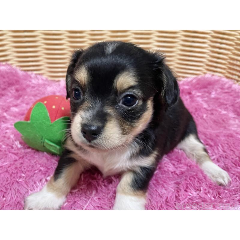 販売中の秋田県のチワックス:チワワ×ミニチュアダックスフンド-435089の9枚目