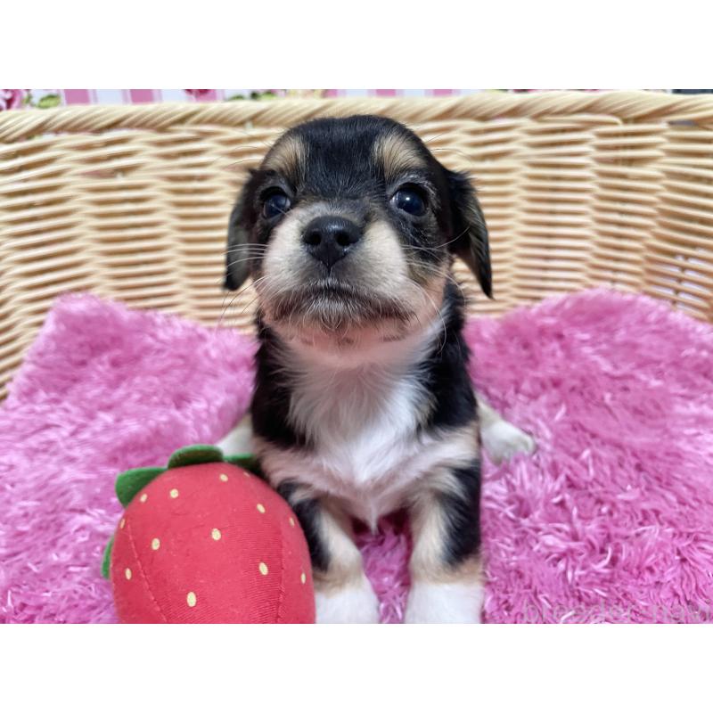 販売中の秋田県のチワックス:チワワ×ミニチュアダックスフンド-435089の4枚目
