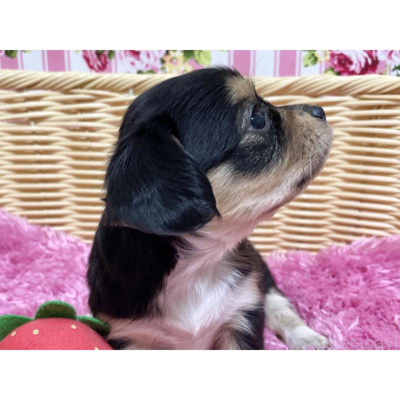 販売中の秋田県のチワックス:チワワ×ミニチュアダックスフンド-435089の2枚目