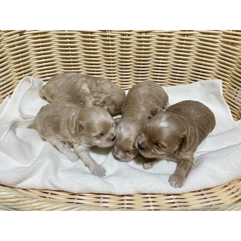 販売中の秋田県のマルプー:マルチーズ×トイプードル-435080