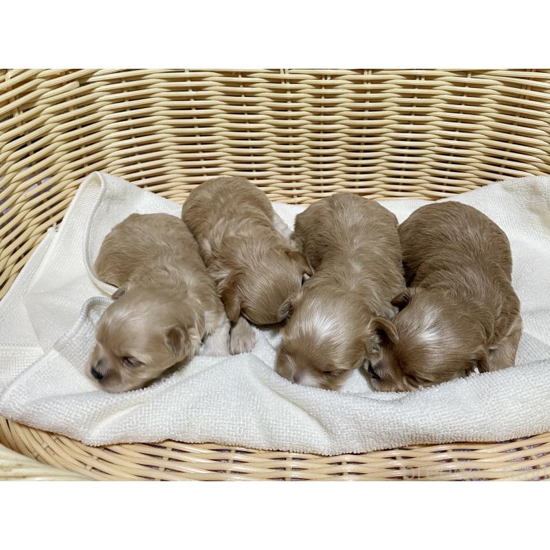 販売中の秋田県のマルプー:マルチーズ×トイプードル-435080の3枚目