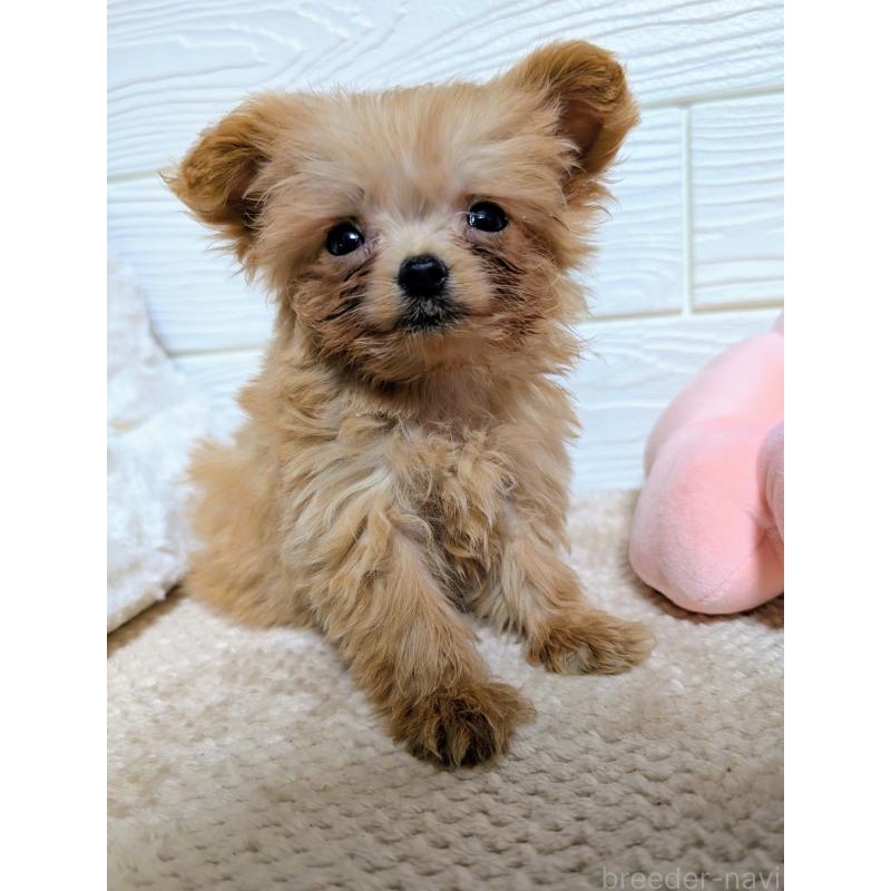 販売中の宮崎県のチワプー:チワワ×トイプードル-435074の3枚目