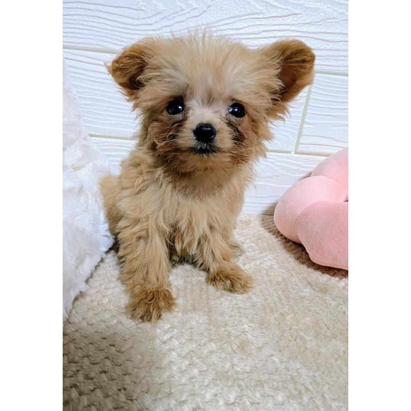 販売中の宮崎県のチワプー:チワワ×トイプードル-435074の2枚目