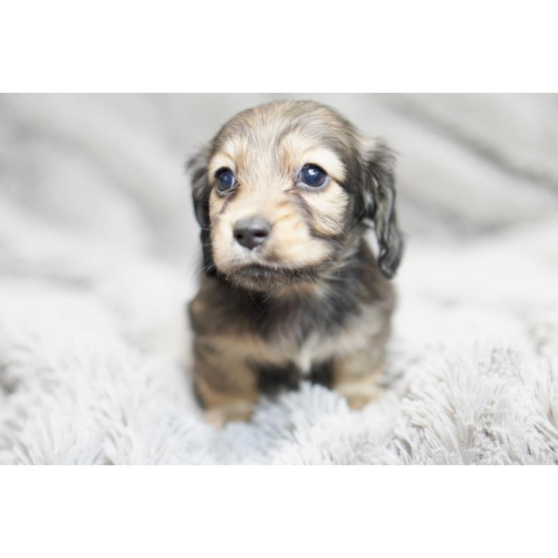 販売中の滋賀県のミニチュアダックスフンド(ロングヘアード)-431820の11枚目