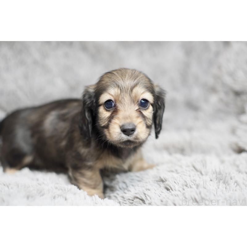 販売中の滋賀県のミニチュアダックスフンド(ロングヘアード)-431820の10枚目