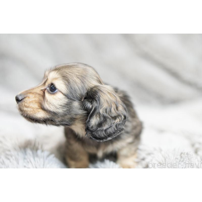 販売中の滋賀県のミニチュアダックスフンド(ロングヘアード)-431820の9枚目