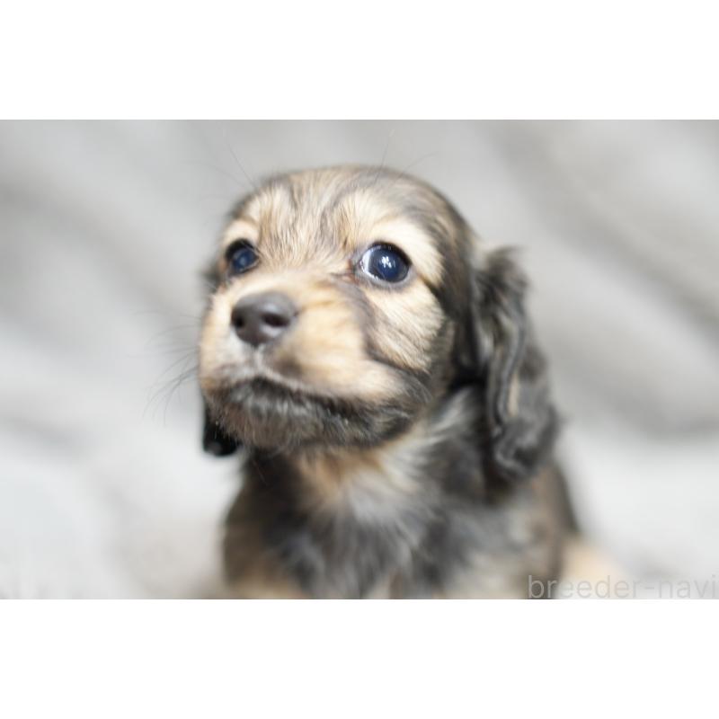 販売中の滋賀県のミニチュアダックスフンド(ロングヘアード)-431820の6枚目