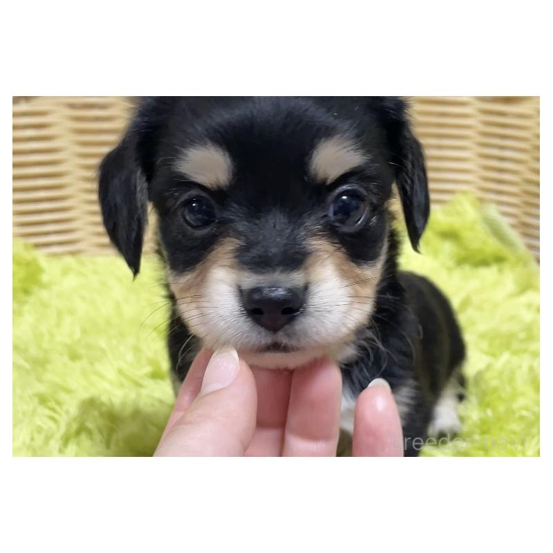 販売中の秋田県のチワックス:チワワ×ミニチュアダックスフンド-435091