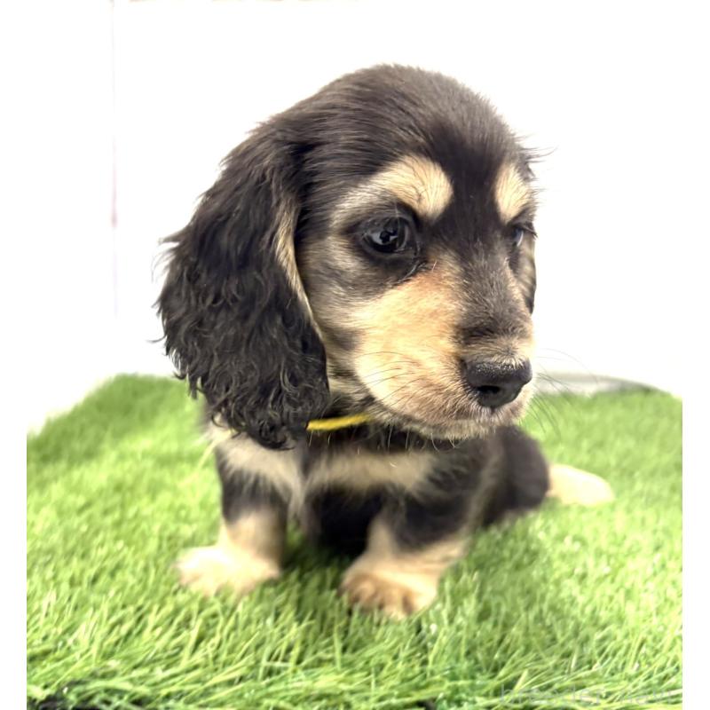 成約済の群馬県のミニチュアダックスフンド(ロングヘアード)-429581の3枚目