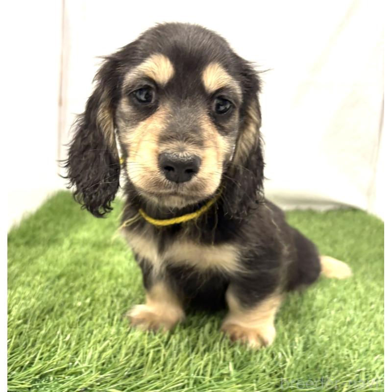 成約済の群馬県のミニチュアダックスフンド(ロングヘアード)-429581の2枚目