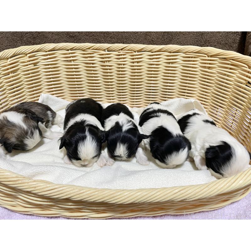 販売中の秋田県のマルシーズー:マルチーズ×シーズー-435079の4枚目