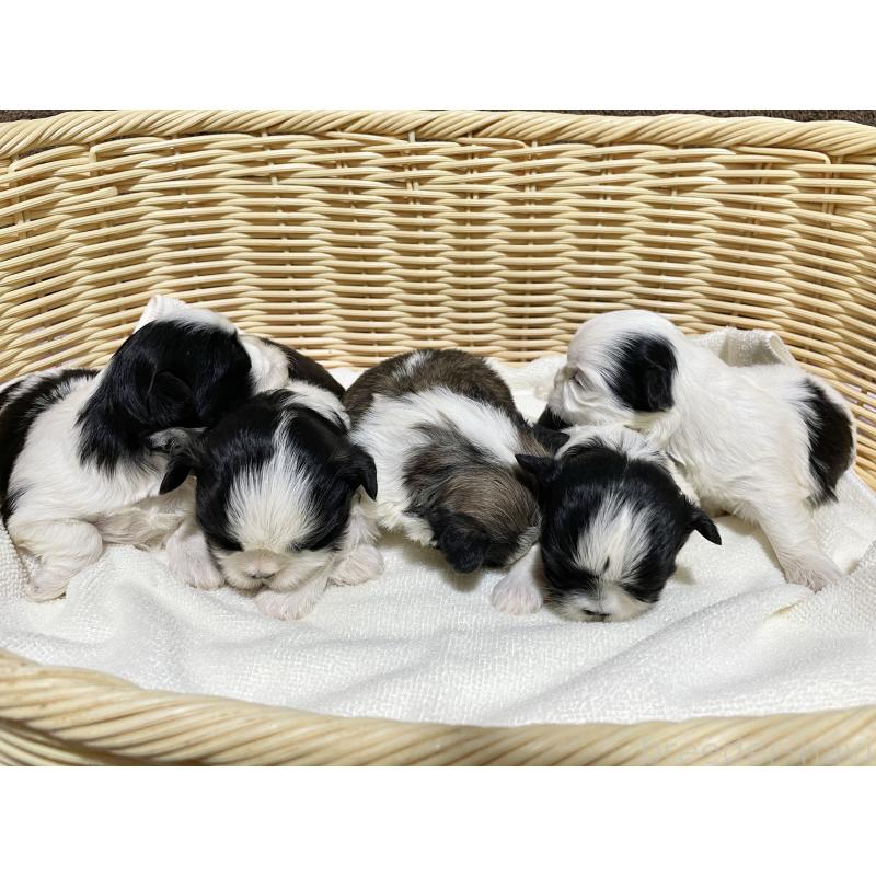 販売中の秋田県のマルシーズー:マルチーズ×シーズー-435079の1枚目