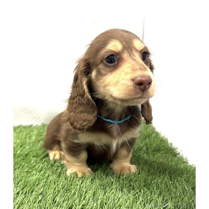 成約済の群馬県のミニチュアダックスフンド(ロングヘアード)-429584の4枚目