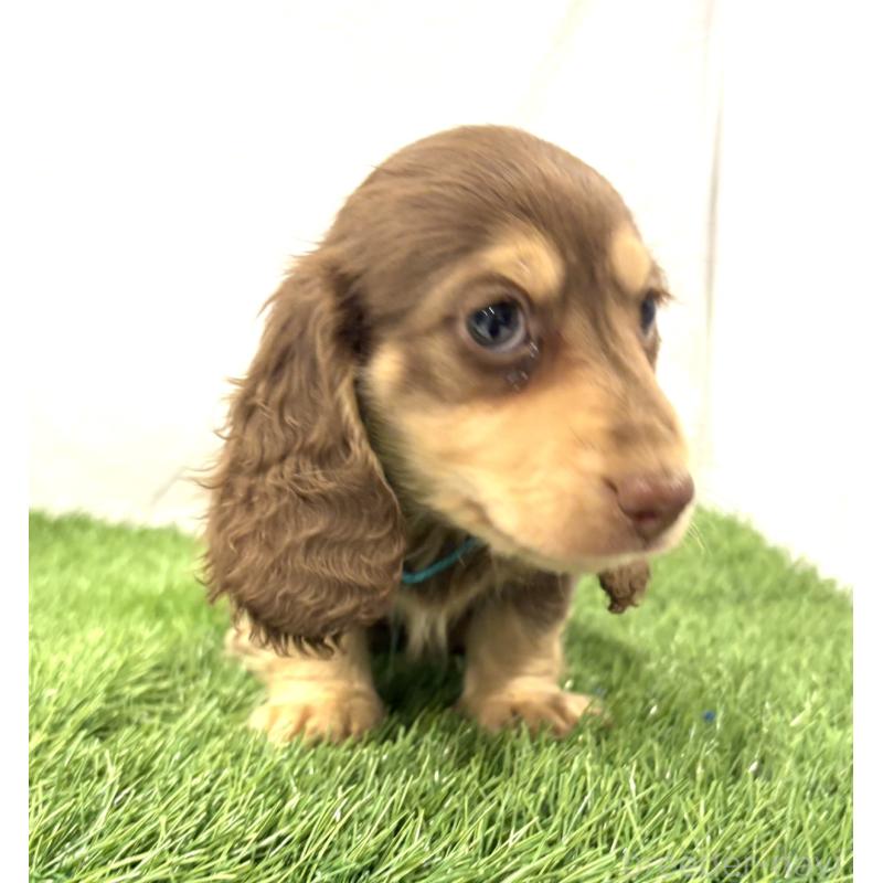 成約済の群馬県のミニチュアダックスフンド(ロングヘアード)-429584の3枚目