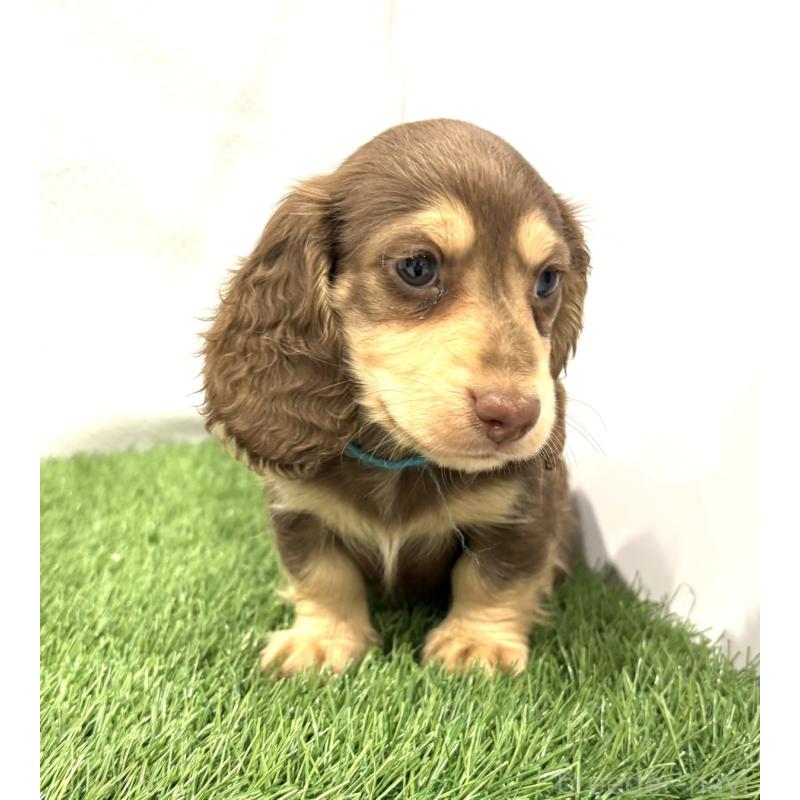 成約済の群馬県のミニチュアダックスフンド(ロングヘアード)-429584の2枚目