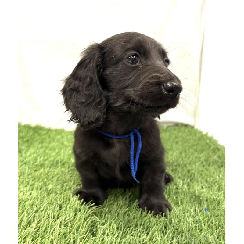 販売中の群馬県のミニチュアダックスフンド(ロングヘアード)-429582の4枚目