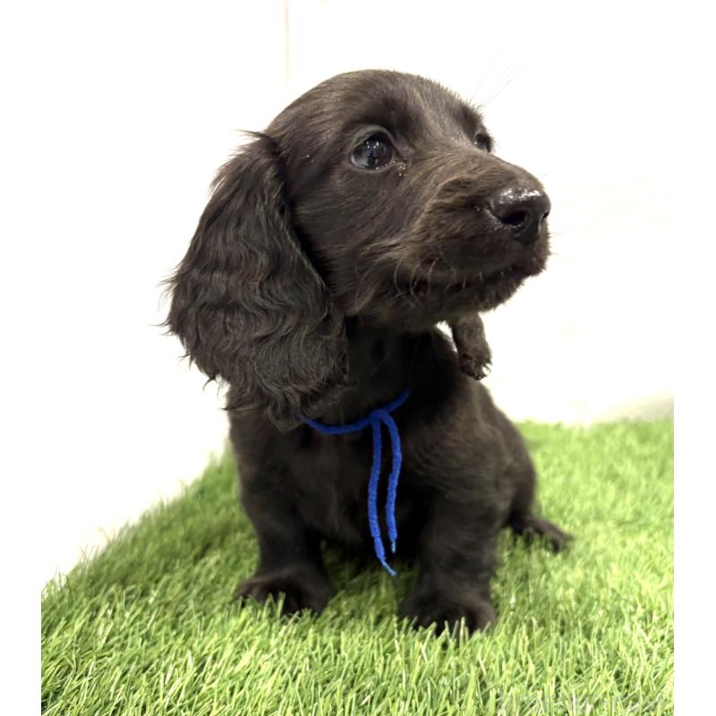 販売中の群馬県のミニチュアダックスフンド(ロングヘアード)-429582の3枚目