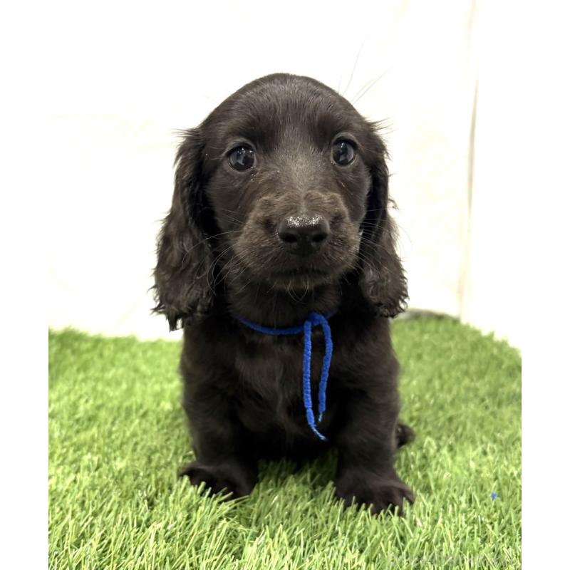 販売中の群馬県のミニチュアダックスフンド(ロングヘアード)-429582の2枚目