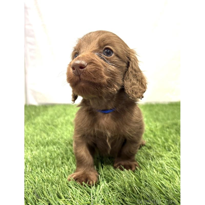 販売中の群馬県のミニチュアダックスフンド(ロングヘアード)-435075の4枚目