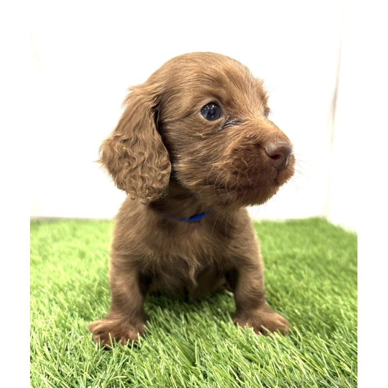 販売中の群馬県のミニチュアダックスフンド(ロングヘアード)-435075の3枚目