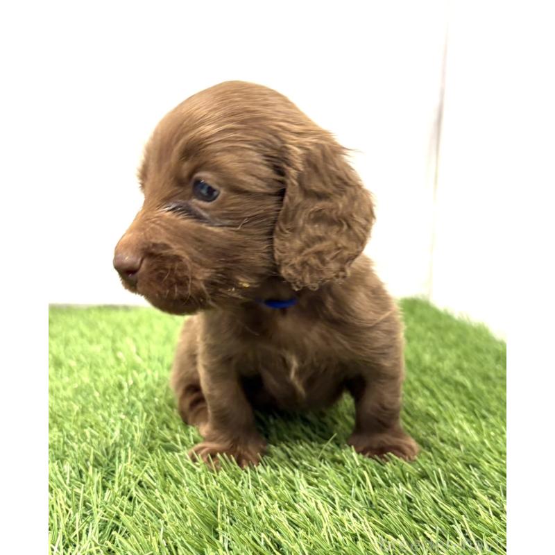 販売中の群馬県のミニチュアダックスフンド(ロングヘアード)-435075の2枚目