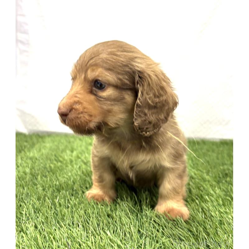 販売中の群馬県のミニチュアダックスフンド(ロングヘアード)-435076の4枚目