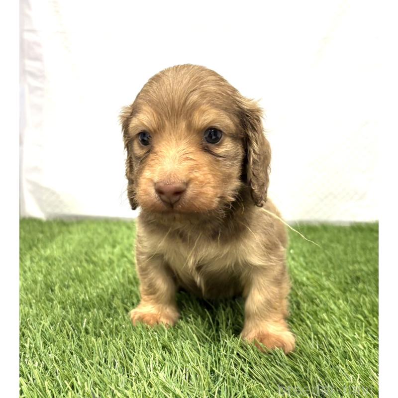 販売中の群馬県のミニチュアダックスフンド(ロングヘアード)-435076の3枚目