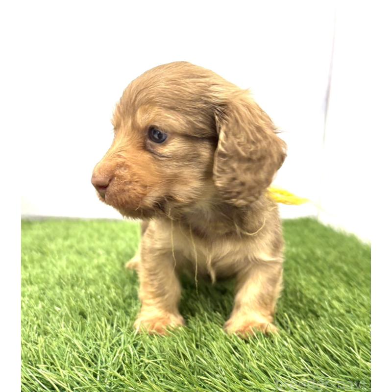 販売中の群馬県のミニチュアダックスフンド(ロングヘアード)-435076の2枚目