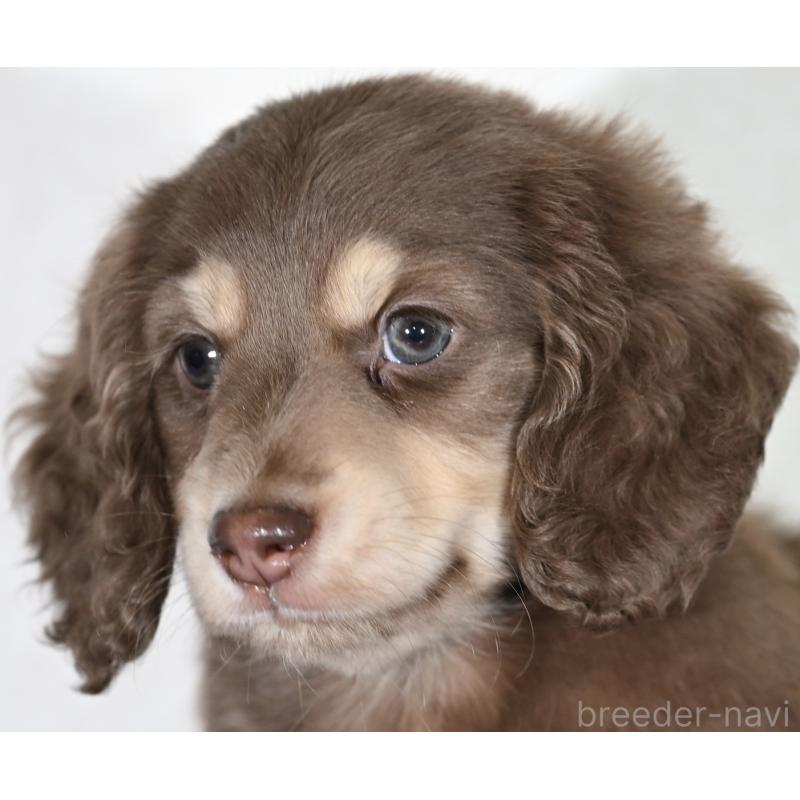 販売中の愛媛県のミニチュアダックスフンド(ロングヘアード)-435071の2枚目