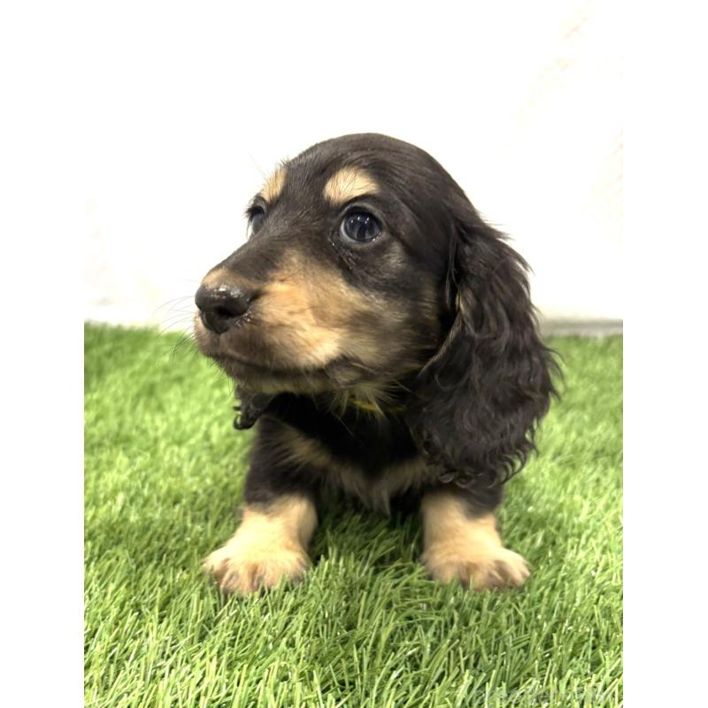 販売中の群馬県のミニチュアダックスフンド(ロングヘアード)-435077の4枚目