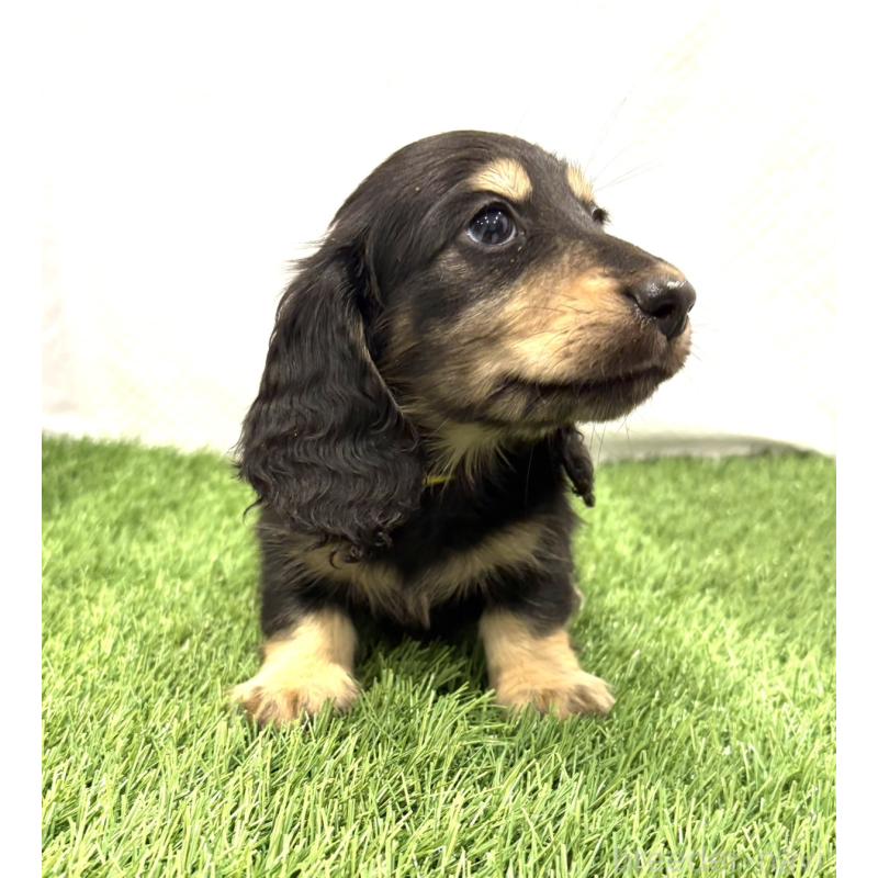 販売中の群馬県のミニチュアダックスフンド(ロングヘアード)-435077の3枚目