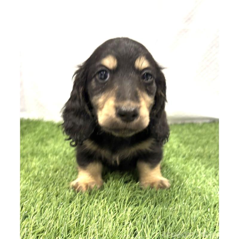 販売中の群馬県のミニチュアダックスフンド(ロングヘアード)-435077の2枚目