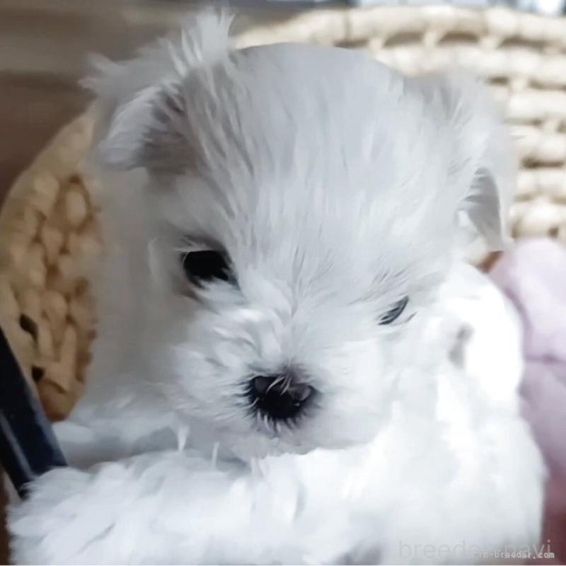 販売中の富山県のマルチーズ-430522