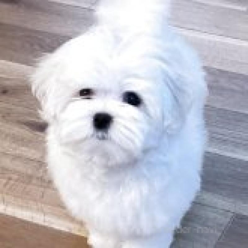 販売中の富山県のマルチーズ-411981